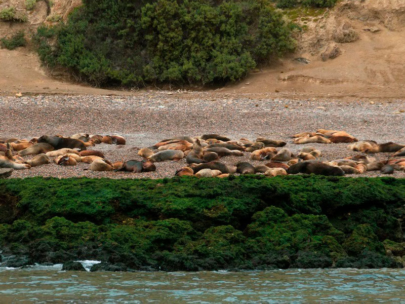 Excursión Kayak con Lobos - Ualan Tour