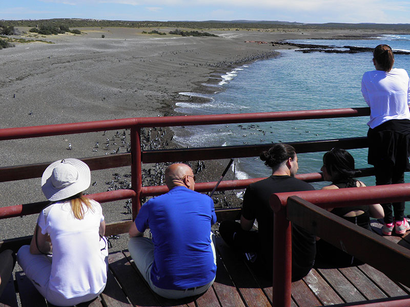 Excursión Punta Tombo