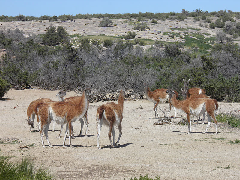 Excursión a Punta Tombo - Ualan Tour