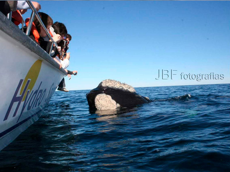 Excursión sólo ballenas - Ualan Tour