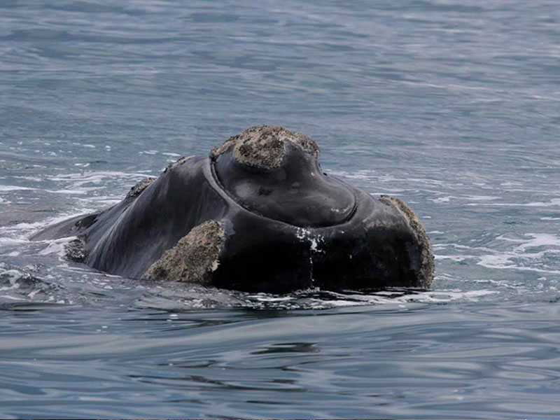 Excursión sólo ballenas - Ualan Tour